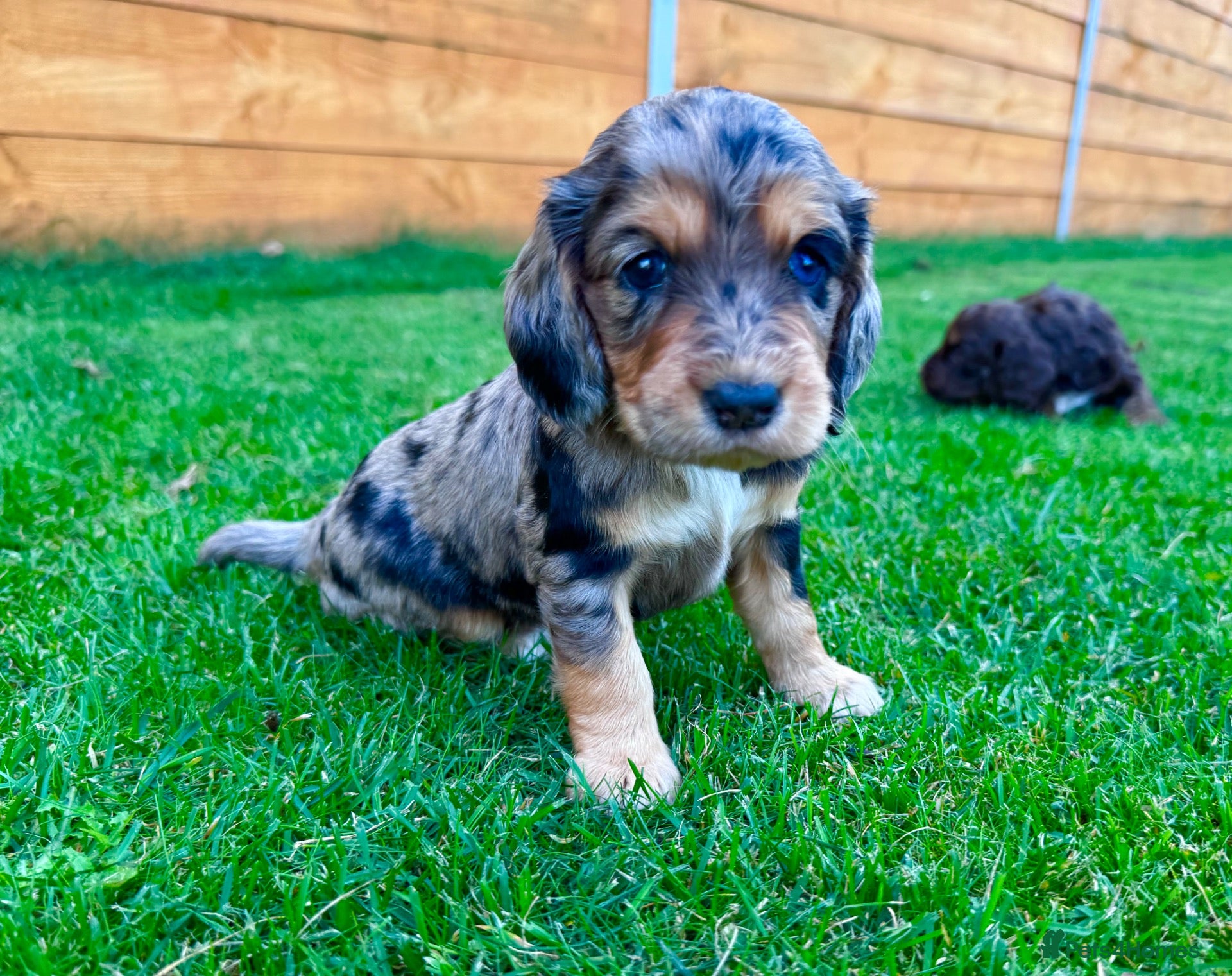 Cockapoo dogs Cockapoo Babies 🐾🐾🐾 - Advert 1