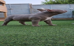 American Bully dogs for sale: American Bully Pocket Extreme - Image 5