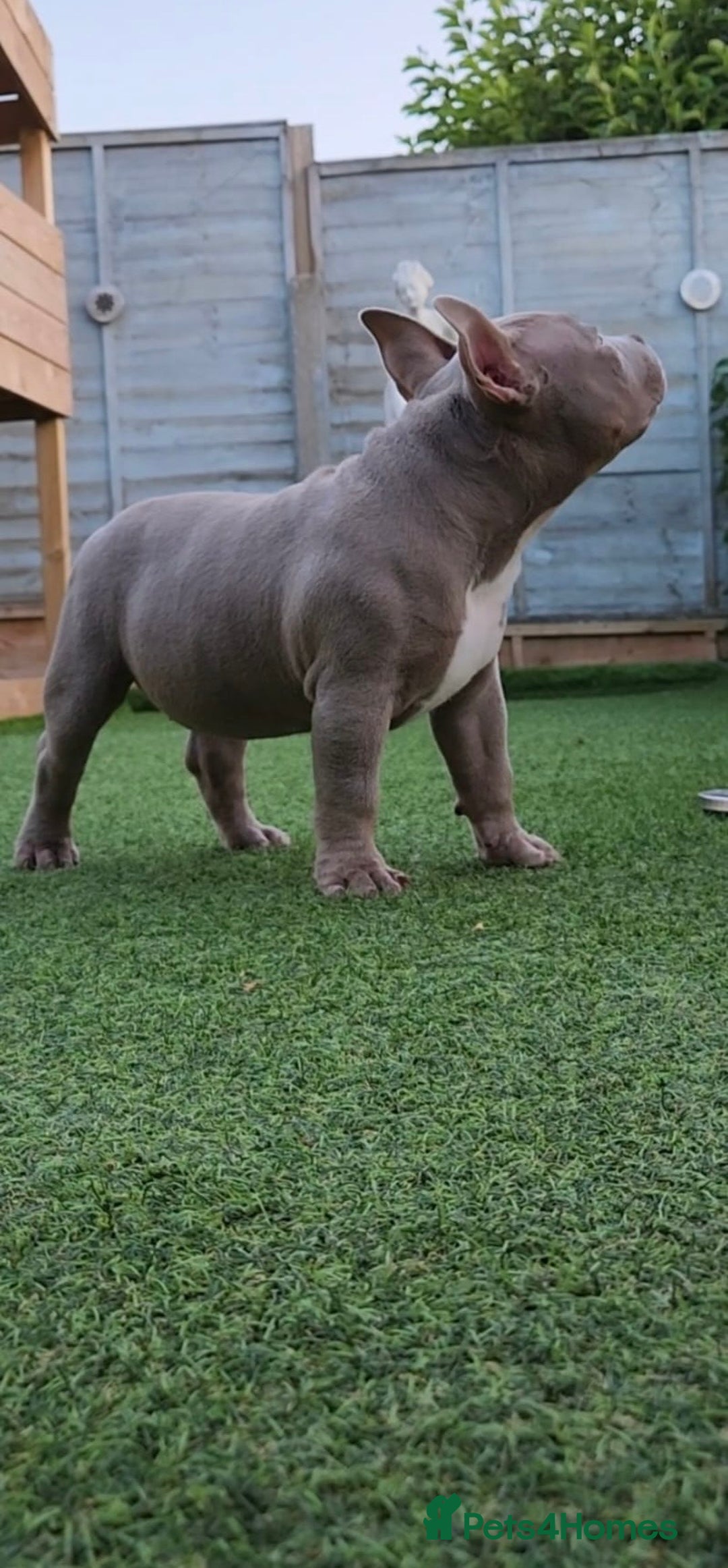 American Bully dogs for sale: American Bully Pocket Extreme - Image 5
