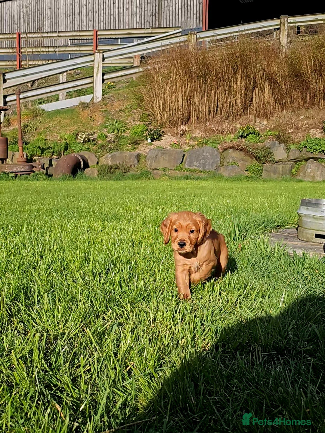Cocker Spaniel dogs KC Reg working cocker spaniel boy puppy ready now! - Advert 12