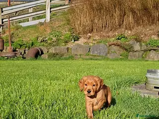 Cocker Spaniel dogs KC Reg working cocker spaniel boy puppy ready now! - Advert 12