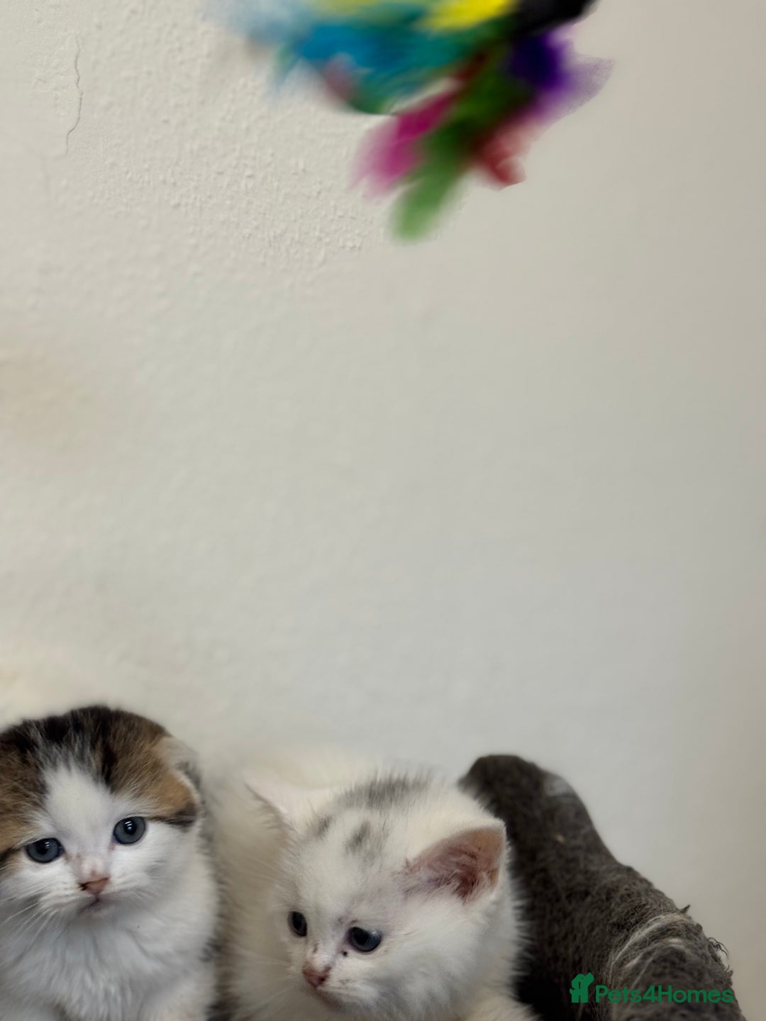 Scottish Fold cats for sale: Kittens - Advert 4