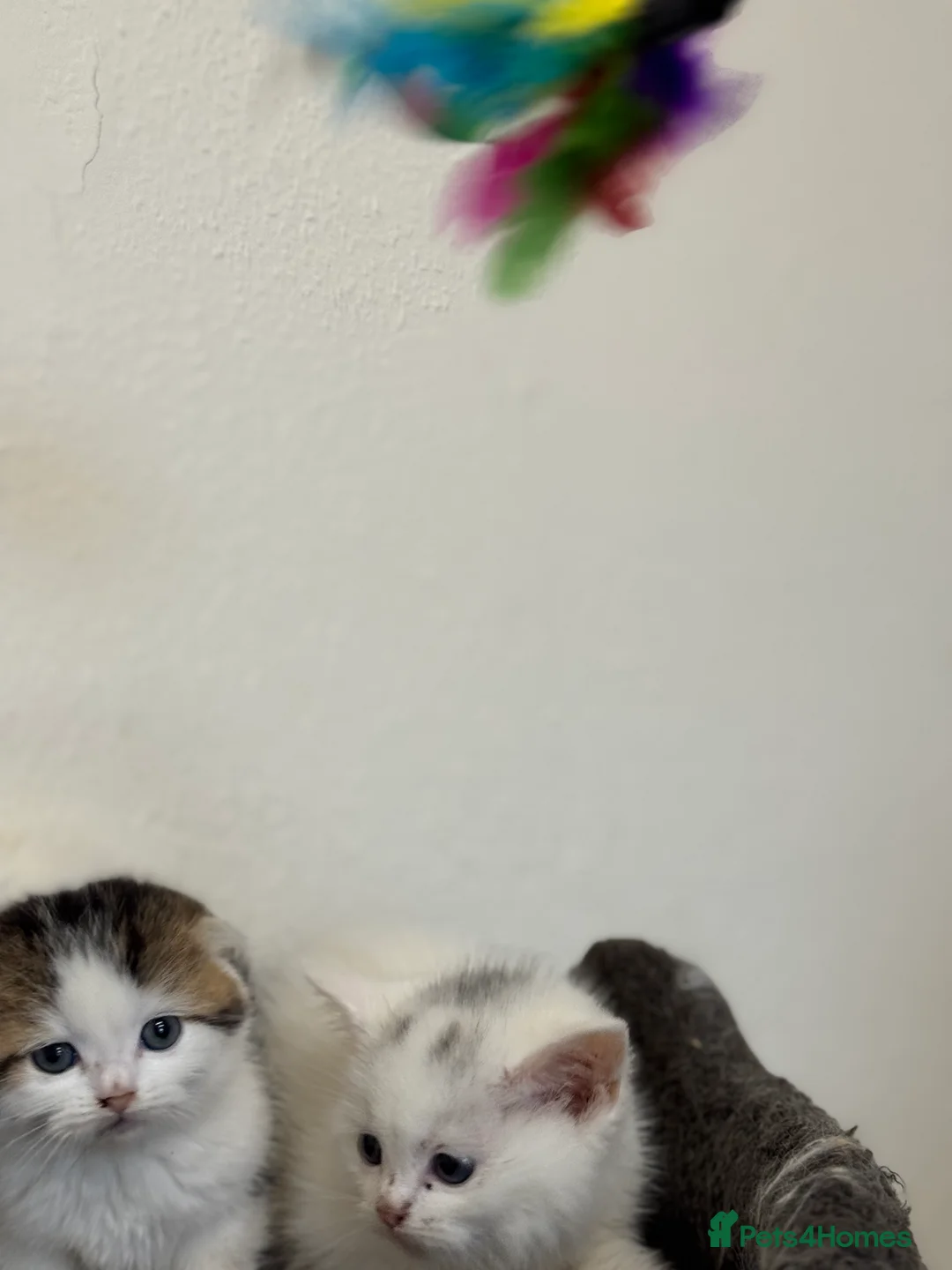 Scottish Fold cats for sale: Kittens - Advert 4