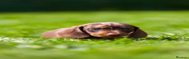 Miniature Dachshund 2