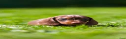 Miniature Dachshund dogs for sale: Miniature dachshunds boys and girls  - Advert 13