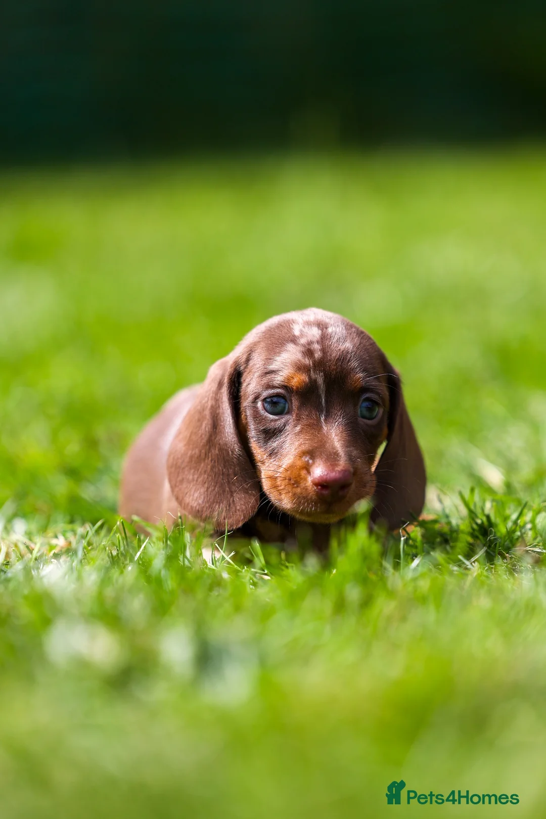Miniature Dachshund dogs for sale: Miniature dachshunds 💖 boys  - Advert 14