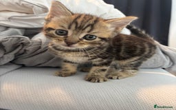 Brazilian Shorthair cats for sale: Kittens Breed From Brazilian Short Haired Mum  - Image 6