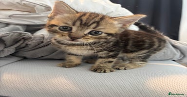 Brazilian Shorthair cats - Advert 14
