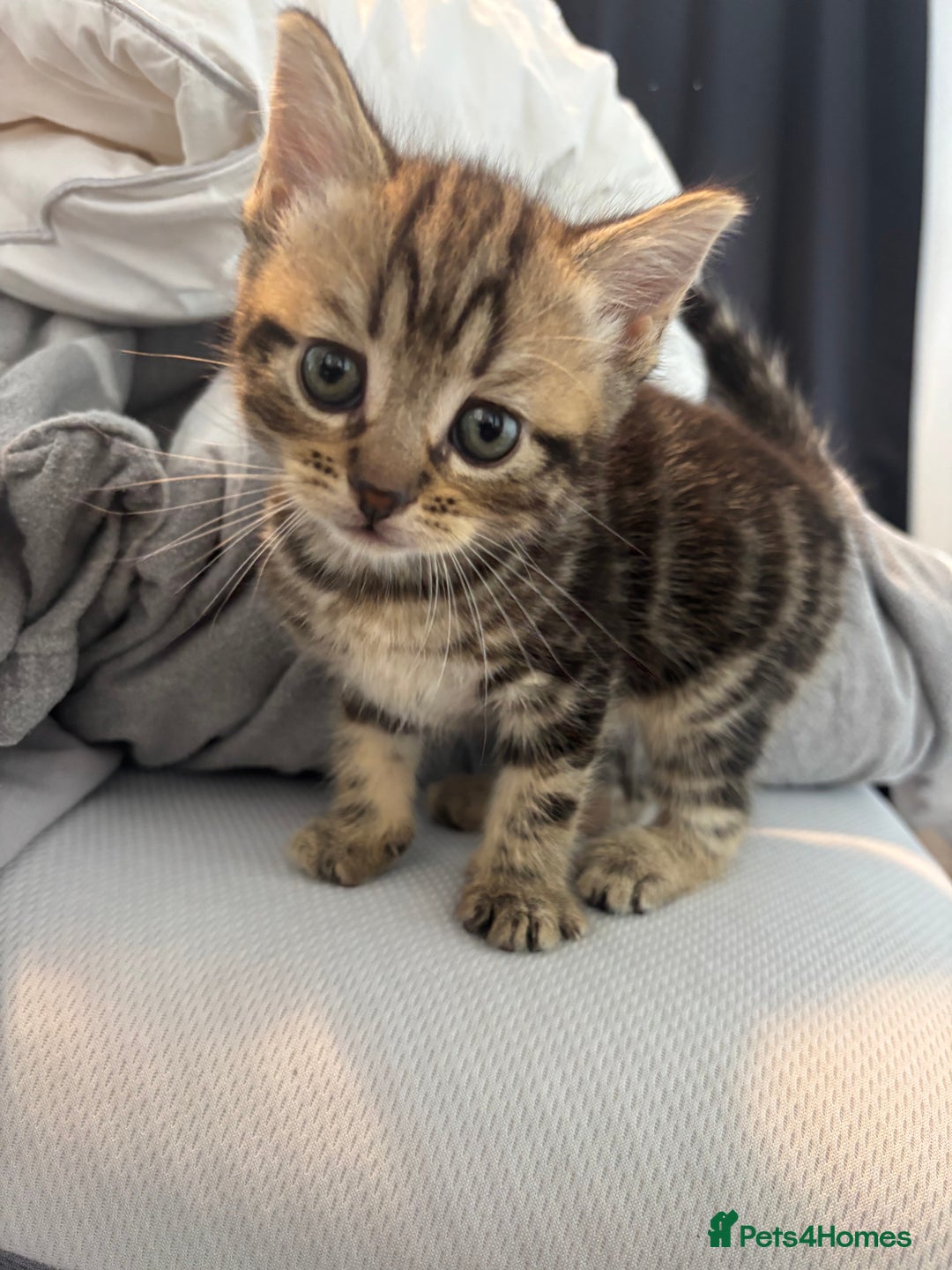 Brazilian Shorthair cats for sale: Kittens Breed From Brazilian Short Haired Mum  - Image 6