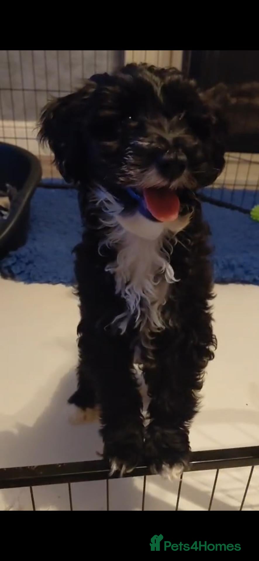 Australian Labradoodle dogs for sale: Australian Labradoodle Small Size  - Advert 1