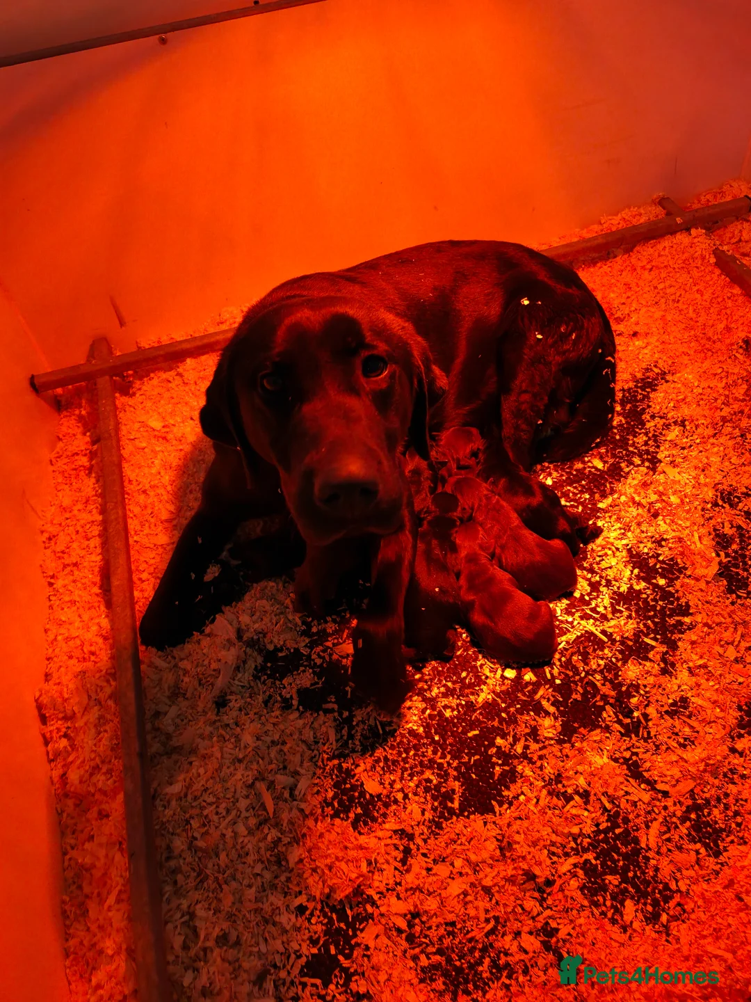 Mixed Breed dogs for sale: Lovely Pointerdor puppies  in March - Advert 10