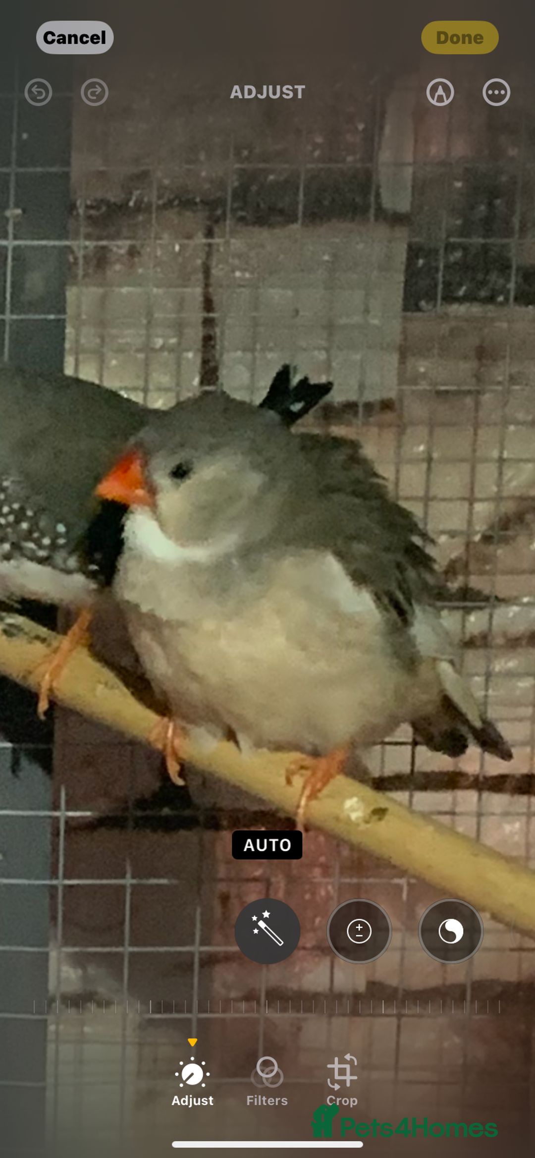 Finches birds for sale: Female Zebra finch  - Advert 1