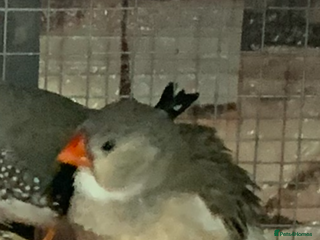 Finches birds Female Zebra finch - Advert 4