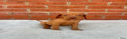 Hungarian Vizsla dogs for sale: KC registered Hungarian Vizsla puppies in Aberlour - Advert 14