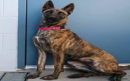 Belgian Shepherd Dog dogs for sale: Male Dutch sheperd - Image 1