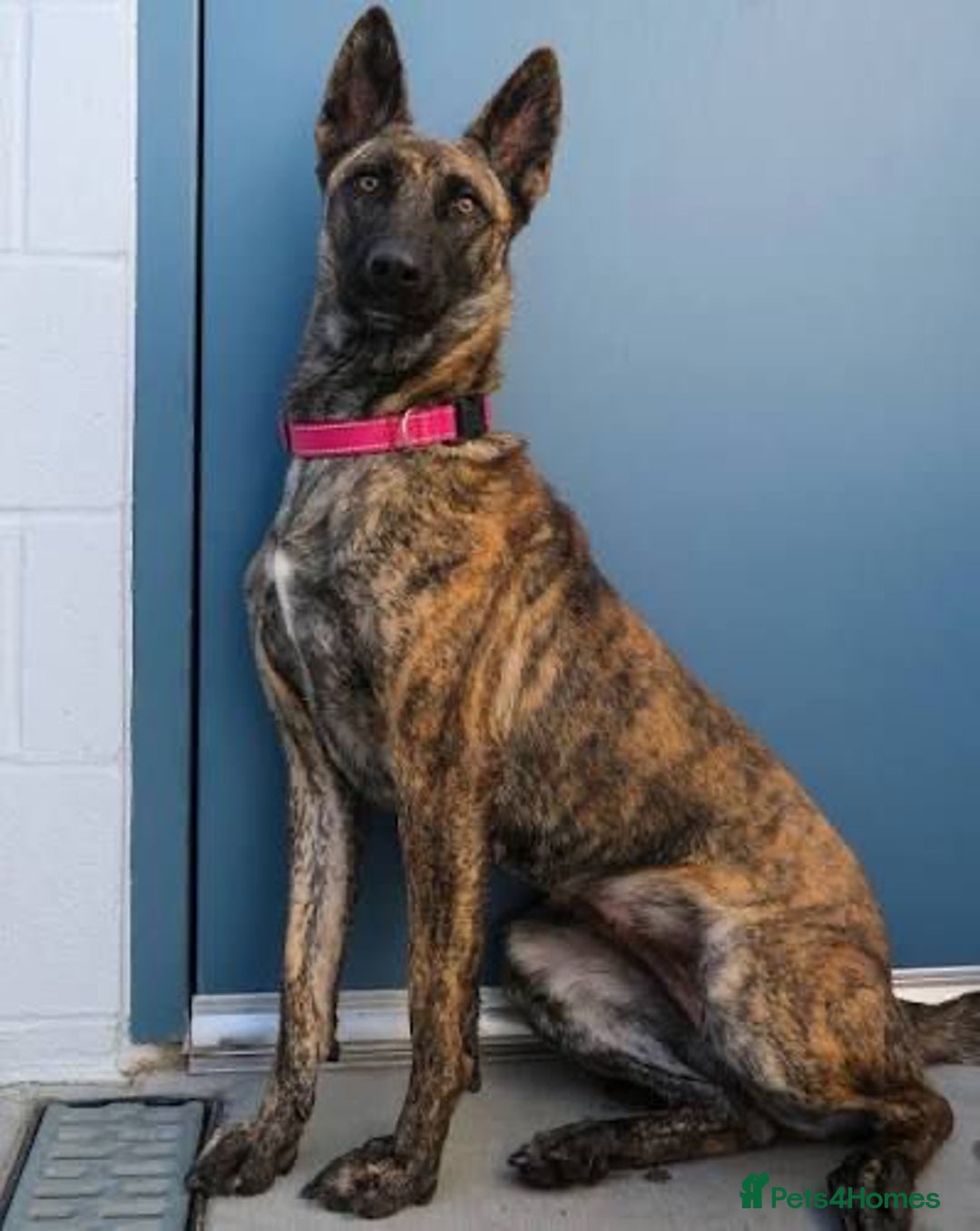 Belgian Shepherd Dog dogs for sale: Male Dutch sheperd - Image 1