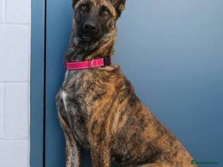 Belgian Shepherd Dog dogs Male Dutch sheperd - Advert 12