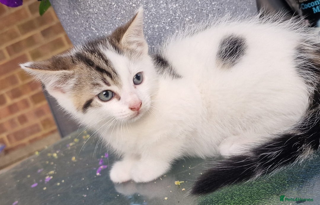 British Shorthair cats for sale: 5 kittens for sale( 4 female ,1 male - Image 5