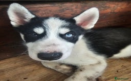 Siberian Husky dogs for sale: Siberian husky - Advert 5