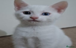 British Shorthair cats for sale: Kitten for sale . - Image 5