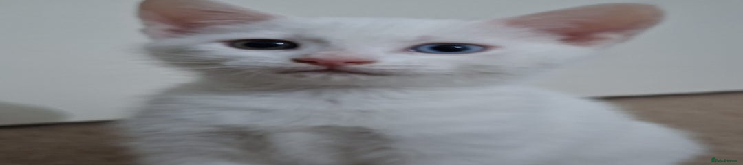 British Shorthair Kitten 4