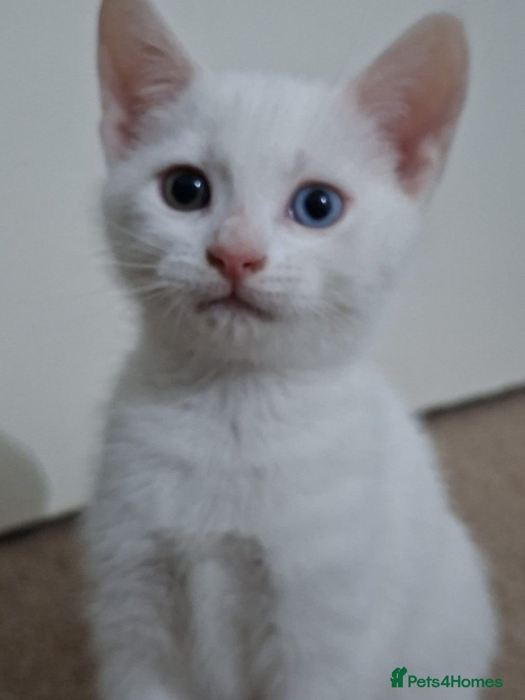 British Shorthair cats for sale: Kitten for sale . - Image 5