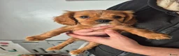 King Charles Spaniel dogs for sale: king charles cavalier pups READY NOW - Advert 8