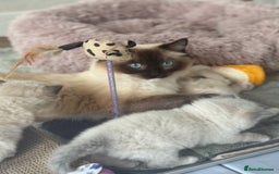 Ragdoll cats for sale: Ragdolls - Image 15