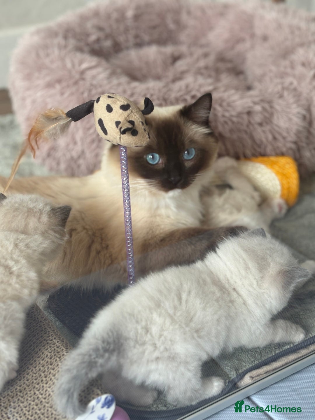 Ragdoll cats for sale: Ragdolls - Image 15