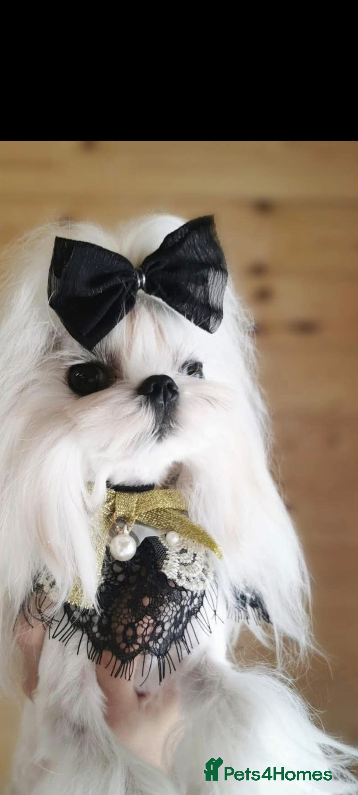 Maltese dogs Korean maltese stud - Advert 14