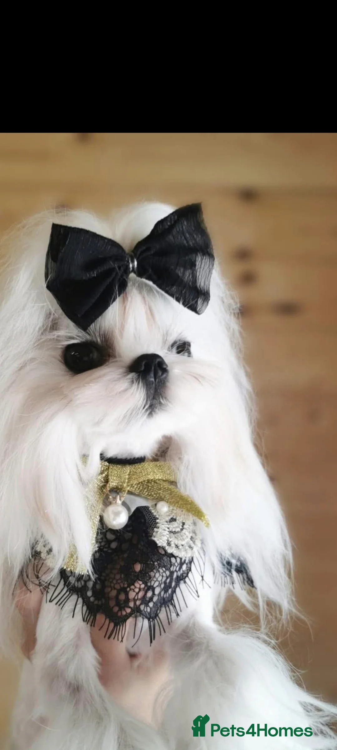 Maltese dogs for stud: Korean maltese stud - Advert 1