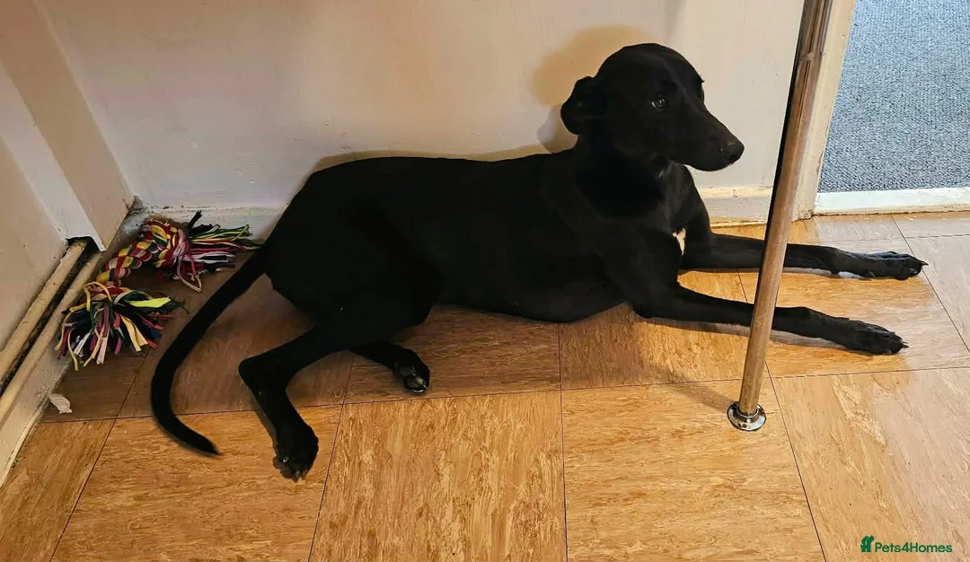 Mixed Breed dogs for sale: Lurcher/ Italian Greyhound in Skelmersdale - Advert 2