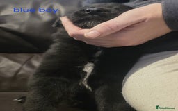 Shepsky dogs for sale: Shepski pups - Advert 11