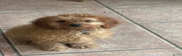 Cavapoo dogs for sale: F1 Cavapoo Puppies in Denbigh - Advert 6