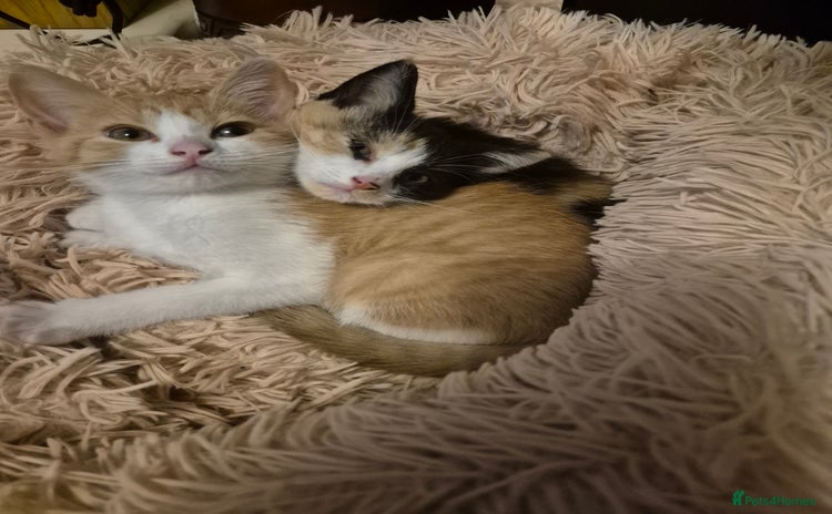 Mixed Breed cats - Advert 11