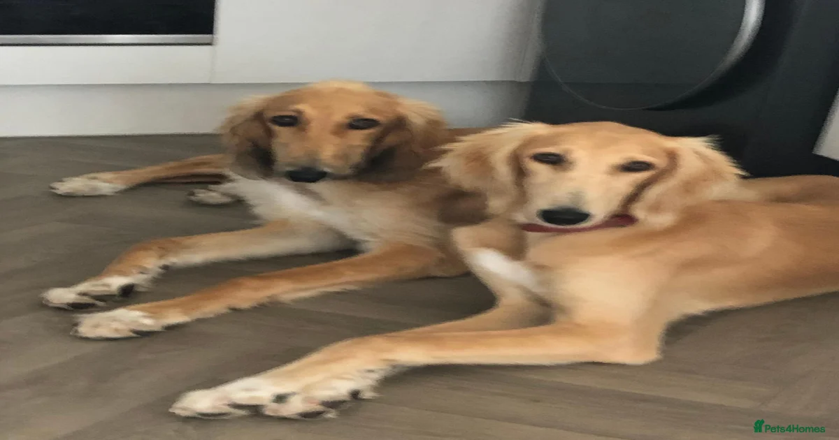 Puppies for sale in Exeter, Devon | Pets4Homes
