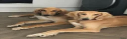 Saluki dogs for sale: 2 VERY HANDSOME SALUKI BOY'S 100% in Wellington - Advert 1
