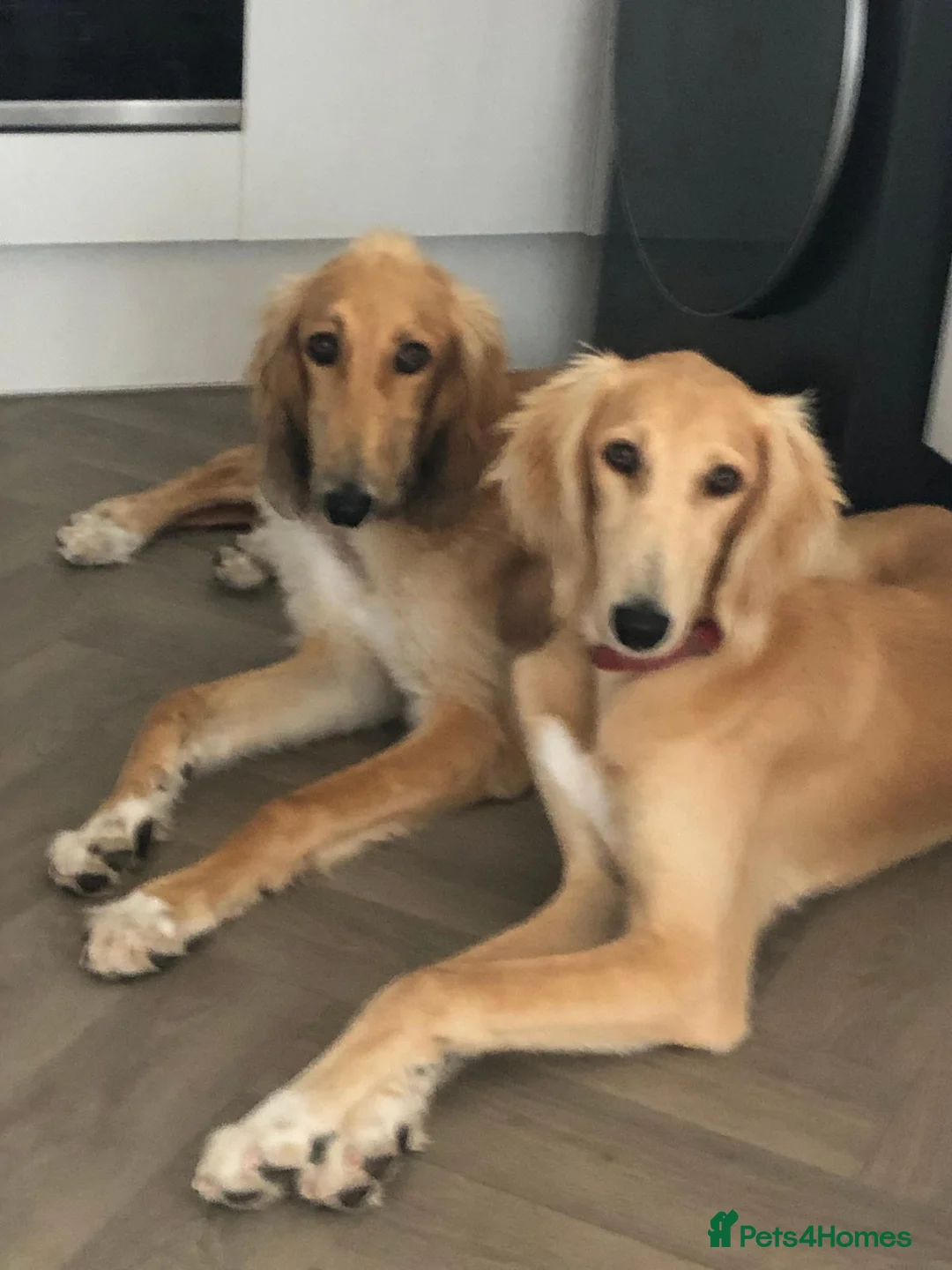 Saluki dogs for sale: 2 VERY HANDSOME SALUKI BOY'S 100% in Wellington - Advert 1