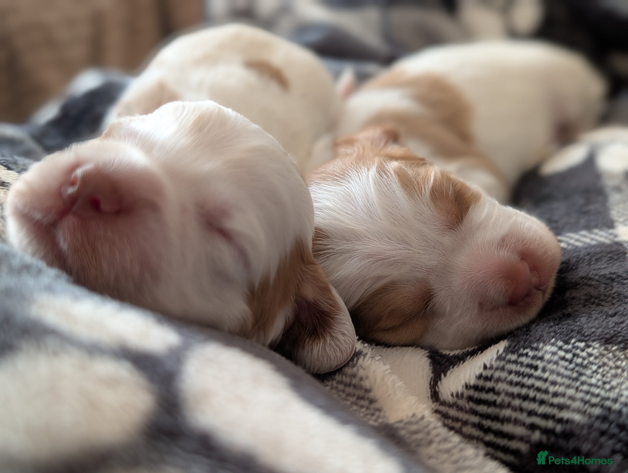 Sprocker dogs Last 2 Sprocker puppies ready end of may - Advert 14