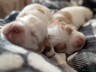 Sprocker dogs Last 2 Sprocker puppies ready end of may - Advert 14