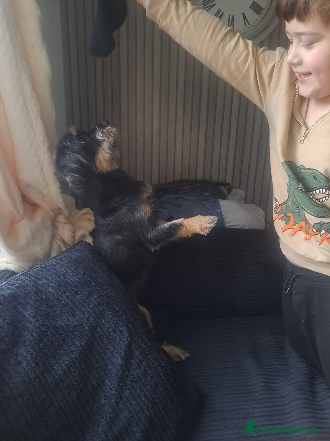 Mixed Breed dogs for sale: Willow - Advert 3