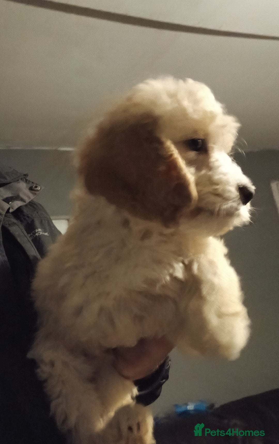 Cockapoo dogs for sale: Beautiful cockerpoo pups  - Image 4
