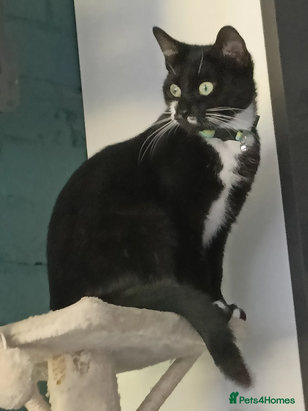 British Shorthair cats for sale: Five adorable Grey Tabby kittens in Harlow - Advert 2