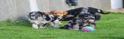 Cockapoo dogs for sale: Beautiful Cockapoo puppies for sale  - Advert 6