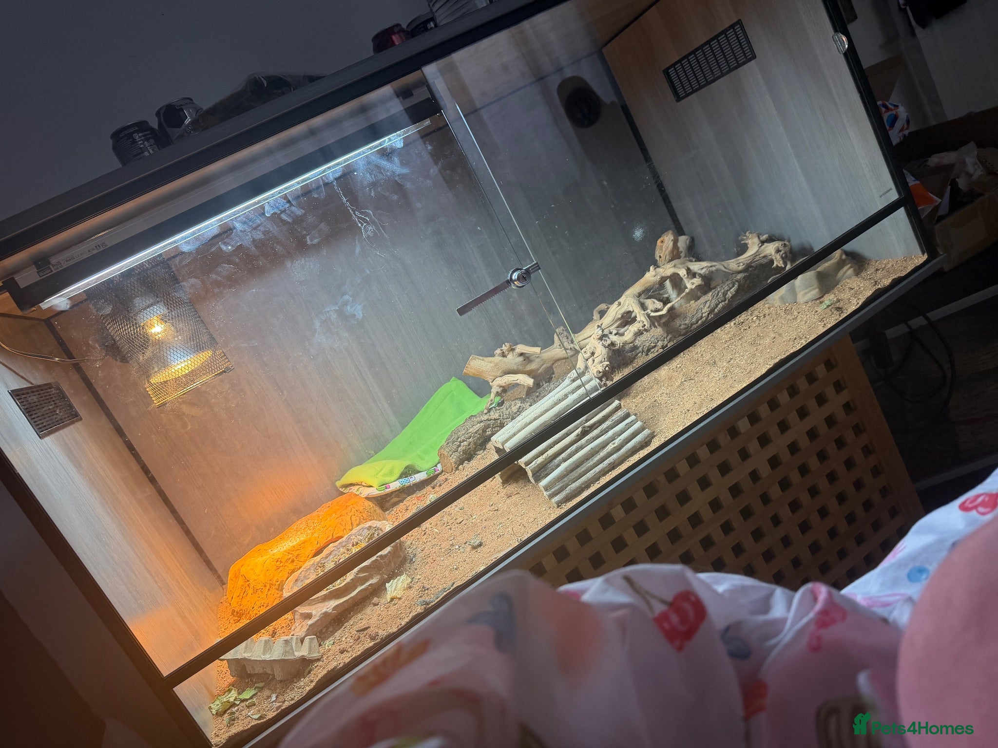 Bearded Dragon reptiles Female bearded dragon  - Advert 16