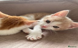 Mixed Breed cats for sale: Sweet Little Kittens Ready Soon - Advert 5