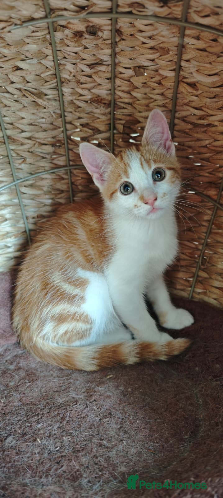 Mixed Breed cats 1 Ginger kitten - boy - Advert 7