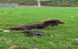 Dachshund dogs for sale: Beautiful Dachshund puppies  - Image 6