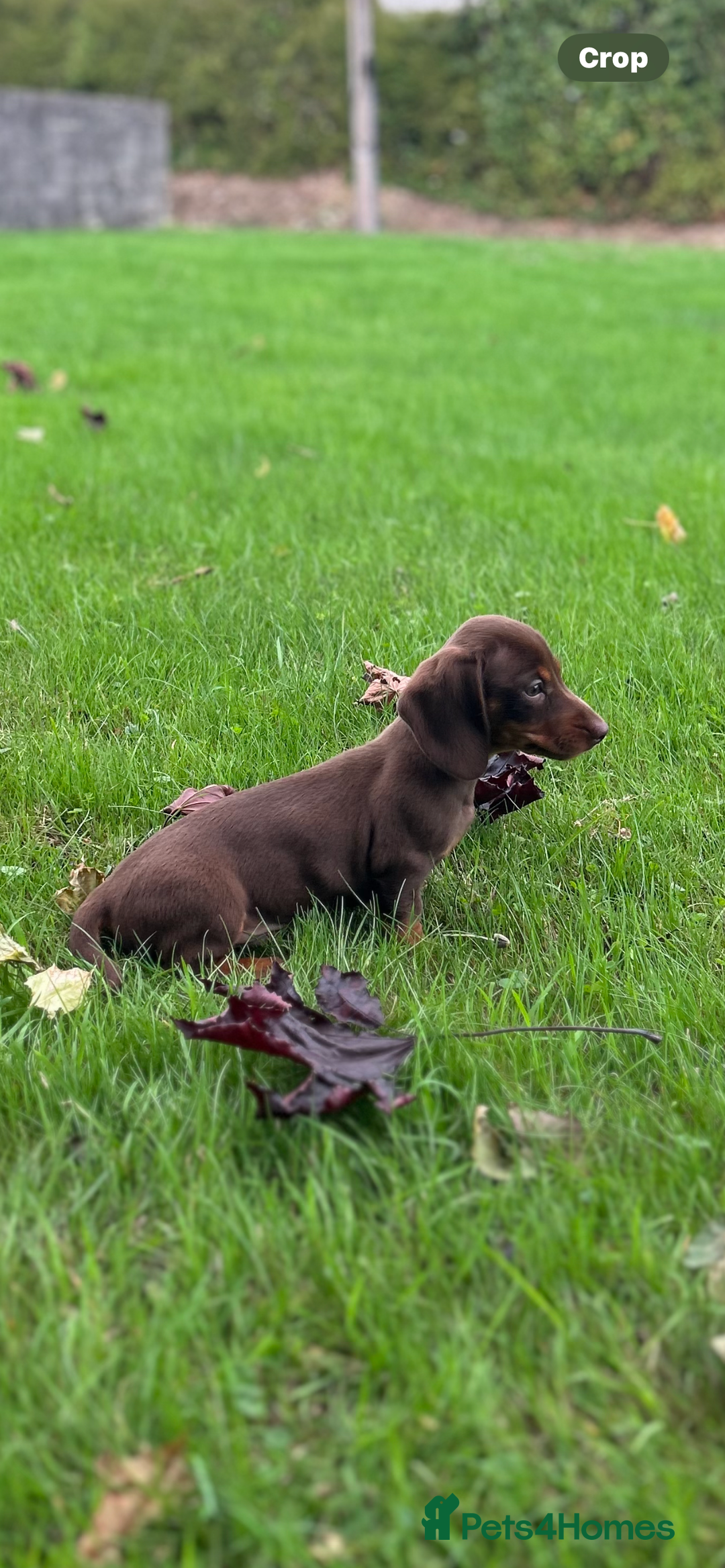 Dachshund dogs for sale: Beautiful Dachshund puppies  - Image 6