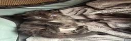 Mixed Breed cats for sale: Ragdoll X Bengal X Mainecoon mix kittens - Advert 15